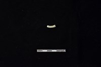 陶環藏品圖，第2張